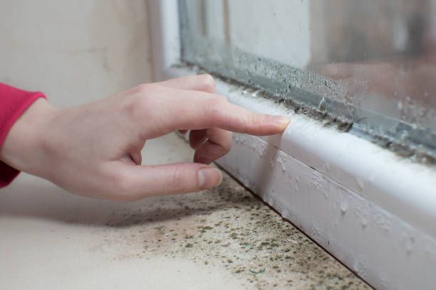 Best Dehumidification Services  in Leechburg, PA