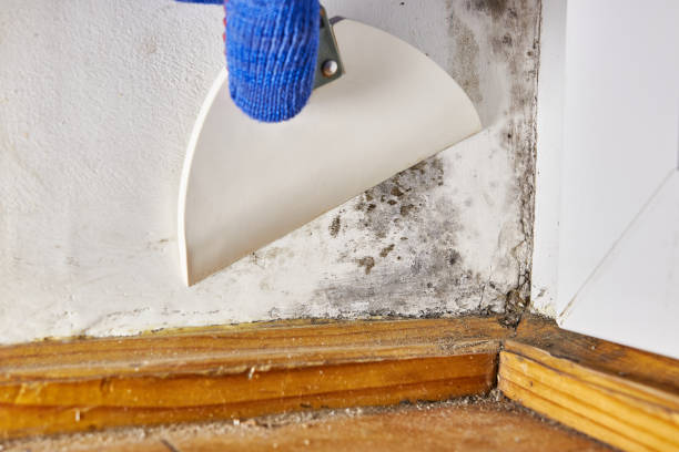 Best Real Estate Mold Inspection  in Leechburg, PA